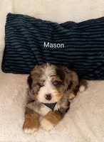 Mason , a male Miniature Bernedoodle for sale in Millersburg, IN – 5 of 10