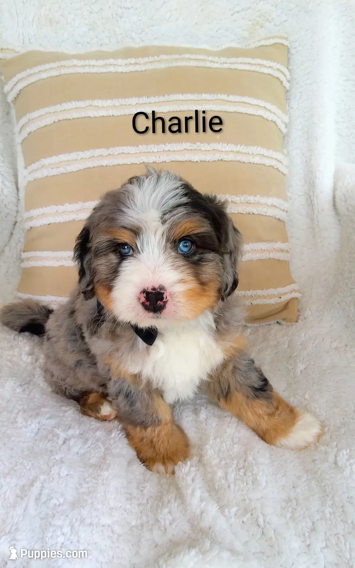 Charlie , a male Miniature Bernedoodle for sale in Millersburg, IN – 1 of 10