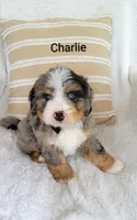 Charlie , a male Miniature Bernedoodle for sale in Millersburg, IN – 9 of 10