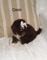 Coco , a female Miniature Bernedoodle for sale in Millersburg, IN – 5 of 8