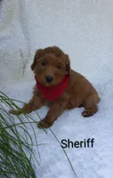 Sheriff , a male Miniature Goldendoodle for sale in Millersburg, IN – 4 of 7
