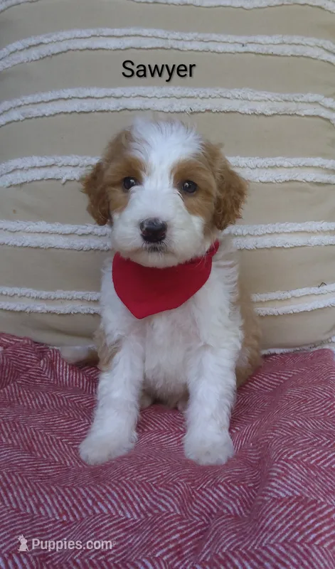 Sawyer  – Miniature Goldendoodle puppy for sale in Millersburg, IN