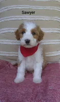 Sawyer , a male Miniature Goldendoodle for sale in Millersburg, IN – 1 of 5
