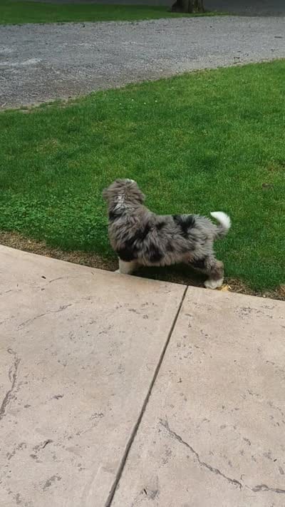 Mason.   Blue eye , a male Miniature Bernedoodle for sale in Millersburg, IN – 10 of 10
