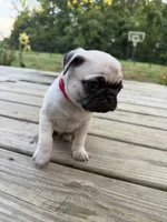 buzz, a male Pug for sale in De Mossville, KY – 2 of 3