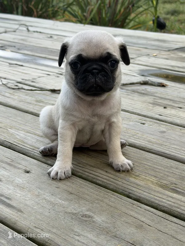 BUTTERCUP – Pug puppy for sale in De Mossville, KY