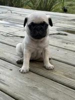BUTTERCUP, a female Pug for sale in De Mossville, KY – 1 of 3