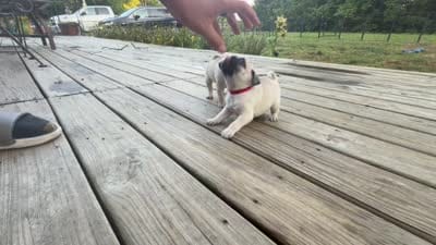 buzz, a male Pug for sale in De Mossville, KY – 3 of 3
