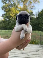 BUTTERCUP, a female Pug for sale in De Mossville, KY – 2 of 3