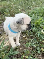 buster, a male Pug for sale in De Mossville, KY – 3 of 3