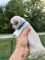 buster, a male Pug for sale in De Mossville, KY – 2 of 3