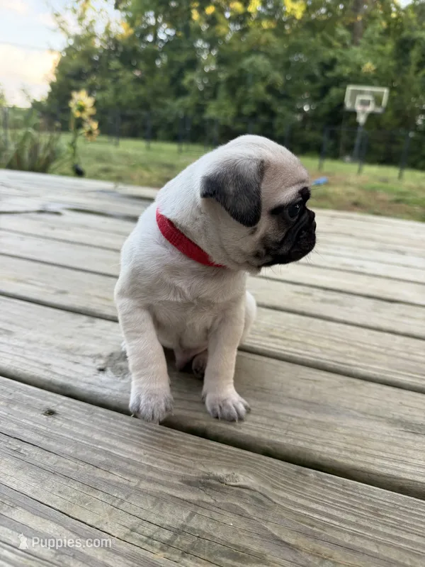 buzz – Pug puppy for sale in De Mossville, KY
