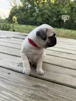 buzz, a male Pug for sale in De Mossville, KY – 1 of 3