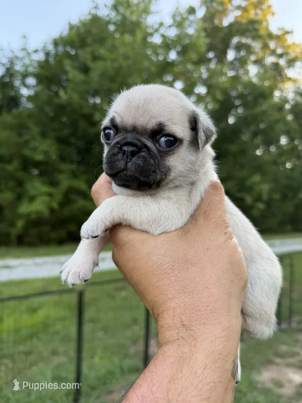 buster – Pug puppy for sale in De Mossville, KY