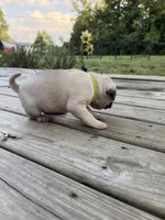 BUTTERCUP, a female Pug for sale in De Mossville, KY – 3 of 3
