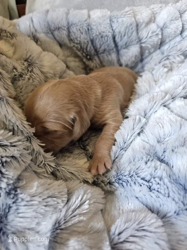 Black – Golden Retriever puppy for sale in Prescott, AZ