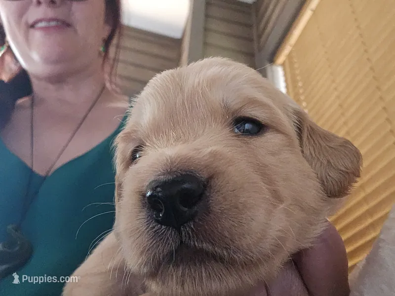 Pink – Golden Retriever puppy for sale in Prescott, AZ