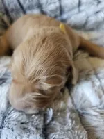 Yellow , a male Golden Retriever for sale in Prescott, AZ – 3 of 3