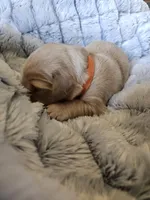Orange , a female Golden Retriever for sale in Prescott, AZ – 2 of 3