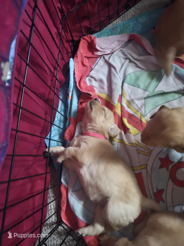 Pink – Golden Retriever puppy for sale in Prescott, AZ