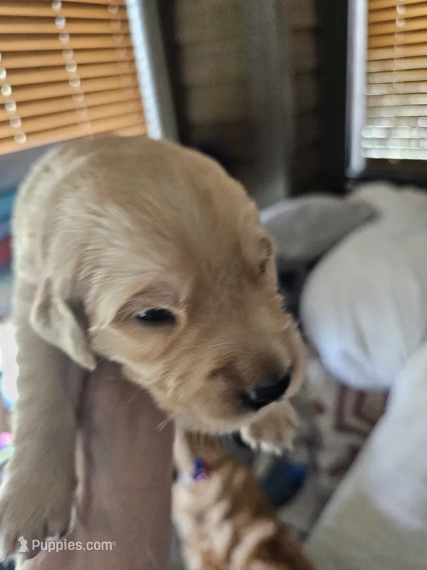 Grey – Golden Retriever puppy for sale in Prescott, AZ