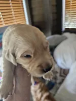 Grey, a female Golden Retriever for sale in Prescott, AZ – 1 of 1