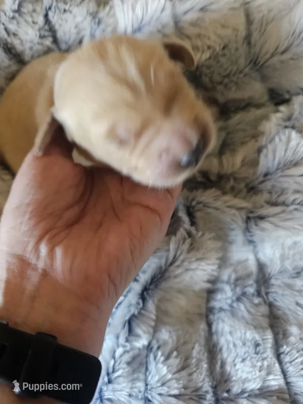 Red – Golden Retriever puppy for sale in Prescott, AZ