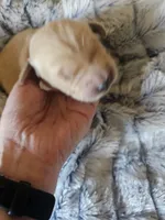 Red, a female Golden Retriever for sale in Prescott, AZ – 1 of 2