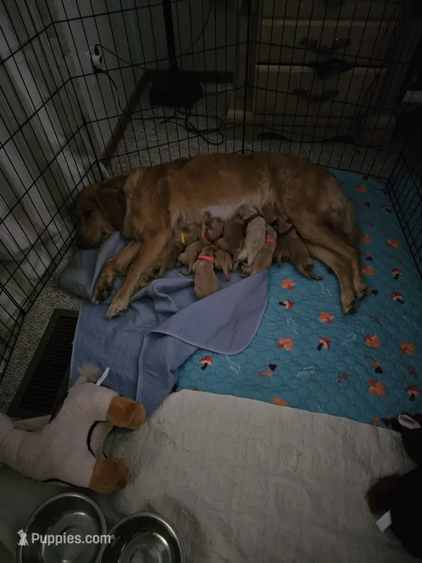 Red – Golden Retriever puppy for sale in Prescott, AZ