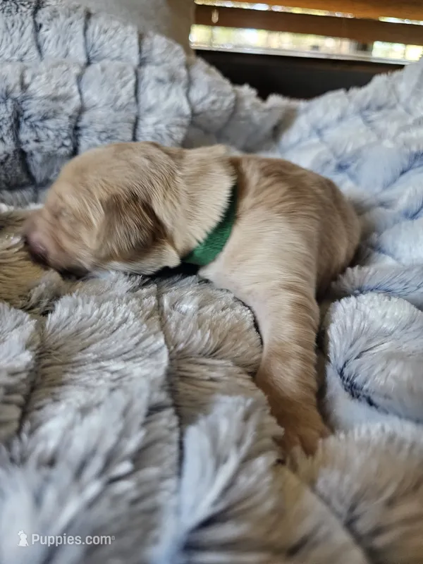 Green  – Golden Retriever puppy for sale in Prescott, AZ