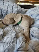 Green , a female Golden Retriever for sale in Prescott, AZ – 1 of 3
