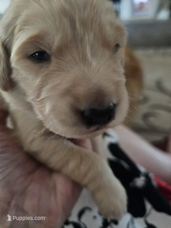Green  – Golden Retriever puppy for sale in Prescott, AZ