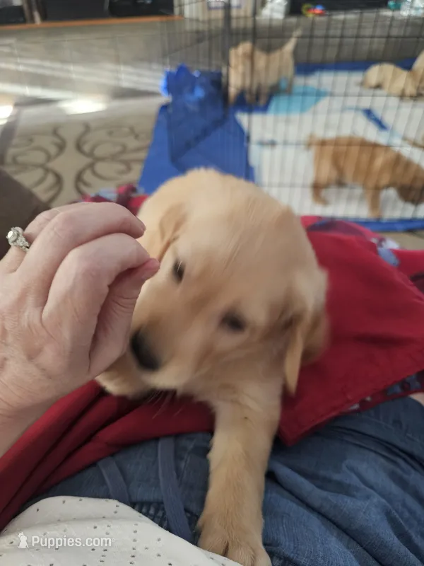 Blue – Golden Retriever puppy for sale in Prescott, AZ