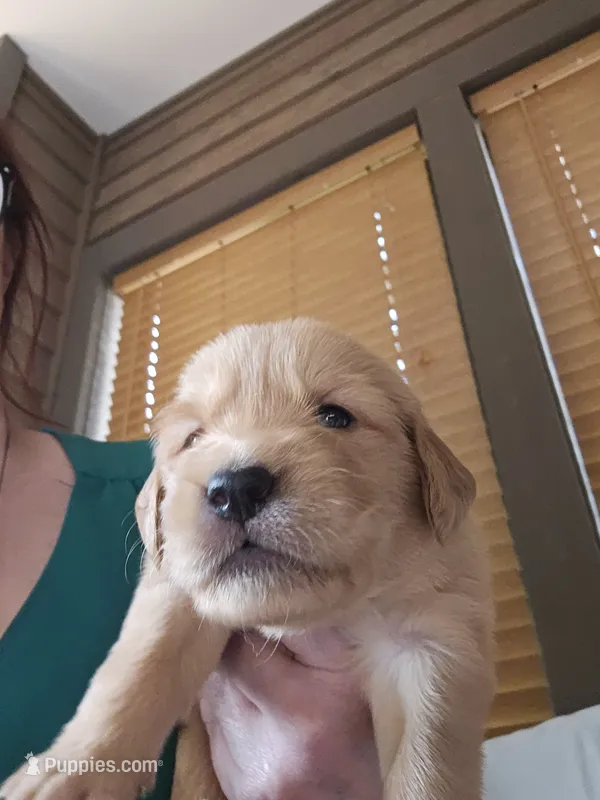 Aqua – Golden Retriever puppy for sale in Prescott, AZ