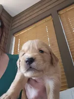 Aqua, a female Golden Retriever for sale in Prescott, AZ – 1 of 3