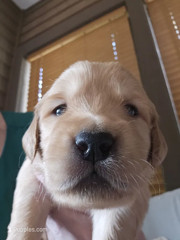 Black – Golden Retriever puppy for sale in Prescott, AZ