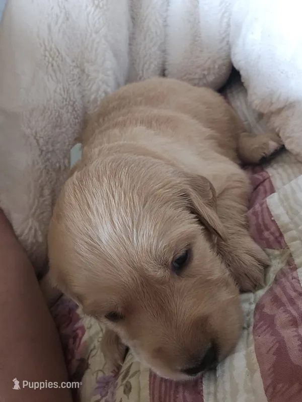 Blue – Golden Retriever puppy for sale in Prescott, AZ
