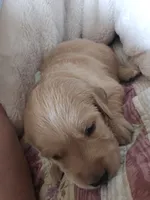 Blue, a female Golden Retriever for sale in Prescott, AZ – 1 of 1