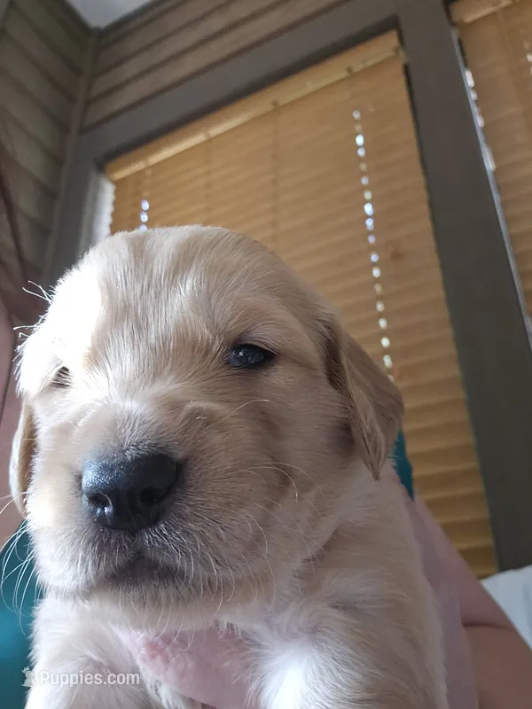 Red – Golden Retriever puppy for sale in Prescott, AZ