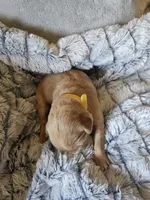 Yellow , a male Golden Retriever for sale in Prescott, AZ – 2 of 3