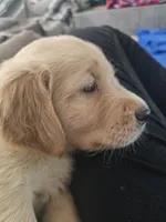 Mellow Yellow , a male Golden Retriever for sale in Prescott, AZ – 2 of 3