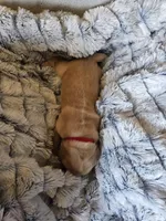 Red, a female Golden Retriever for sale in Prescott, AZ – 2 of 2