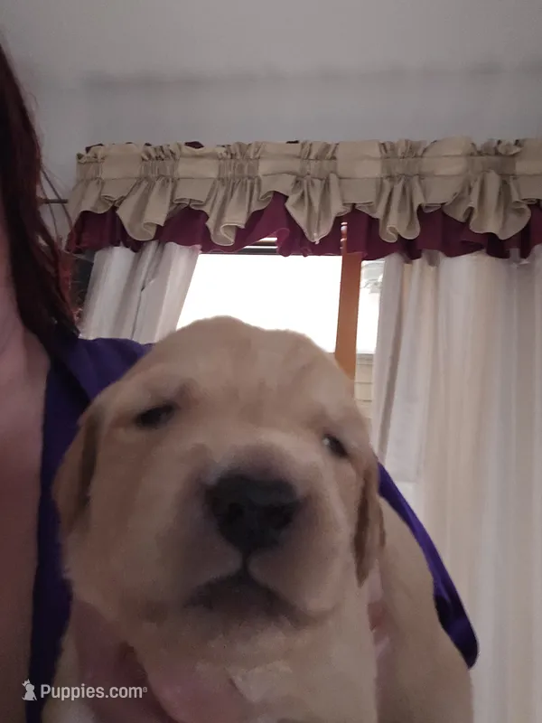 Pink – Golden Retriever puppy for sale in Prescott, AZ
