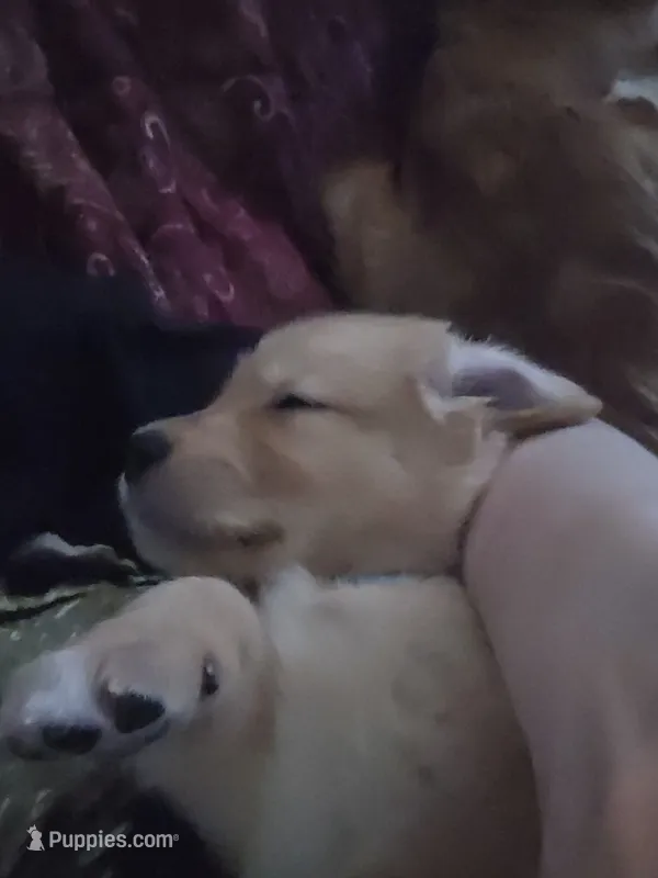 Grey – Golden Retriever puppy for sale in Prescott, AZ