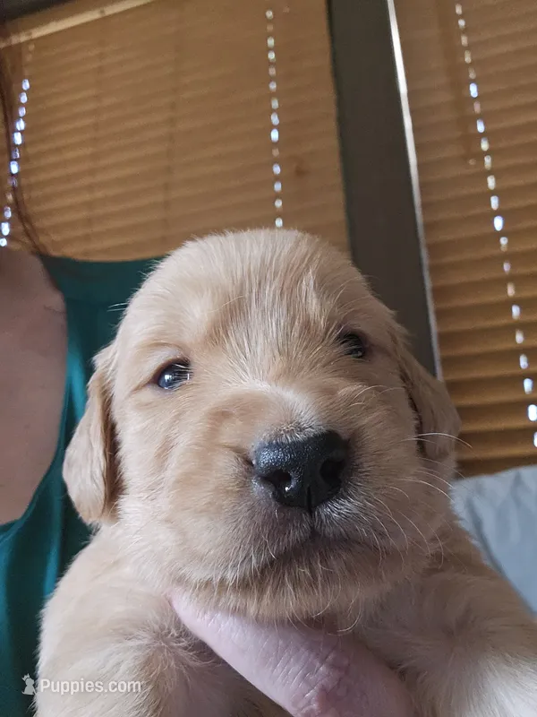 Yellow  – Golden Retriever puppy for sale in Prescott, AZ