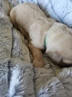 Green , a female Golden Retriever for sale in Prescott, AZ – 2 of 3