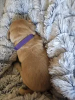 Purple , a male Golden Retriever for sale in Prescott, AZ – 2 of 2