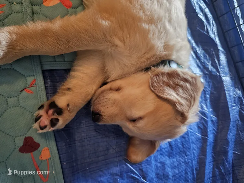 Forest – Golden Retriever puppy for sale in Prescott, AZ