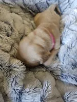 Pink, a male Golden Retriever for sale in Prescott, AZ – 2 of 2