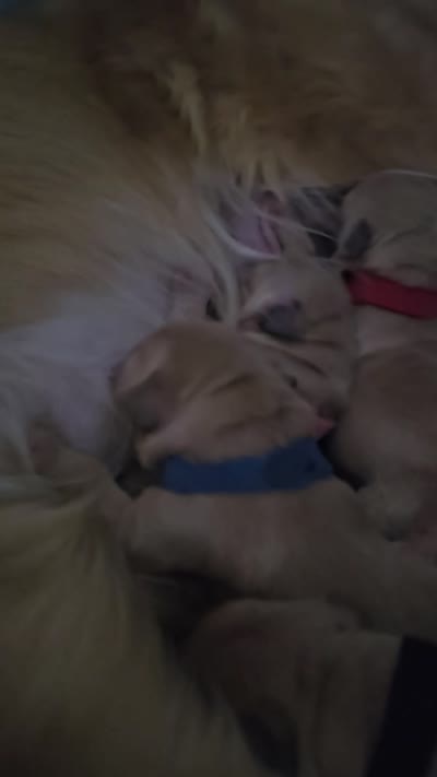 Pink, a male Golden Retriever for sale in Prescott, AZ – 1 of 1